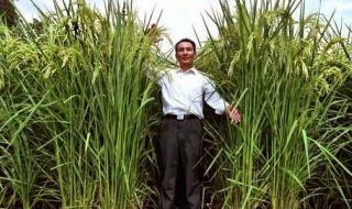 亩产2000公斤的水稻 水稻亩产多少斤